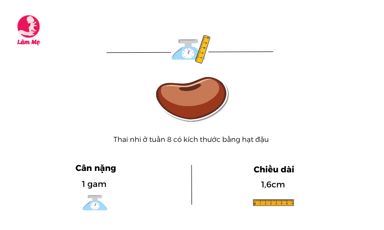 5 điều mẹ bầu cần lưu ý khi mang thai tuần 8